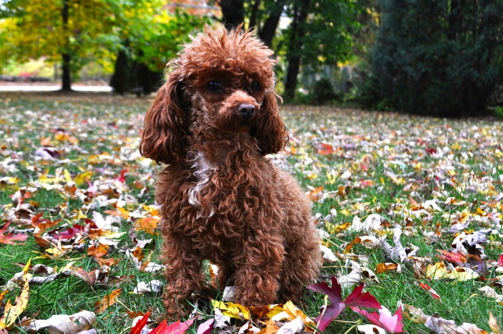 Pixie in leaves