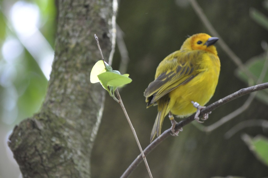 Audubon bird banding