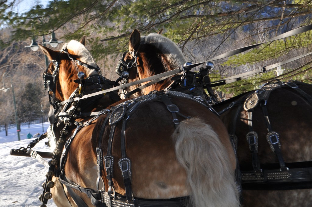 romantic horse drawn carriage