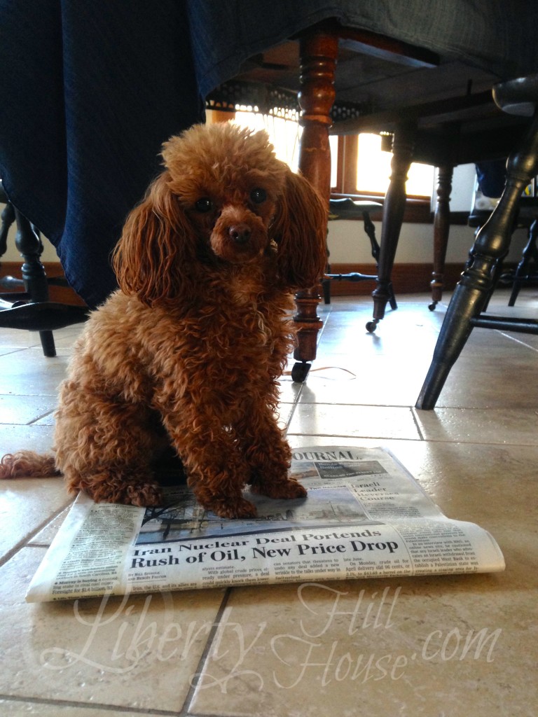 dog newspaper