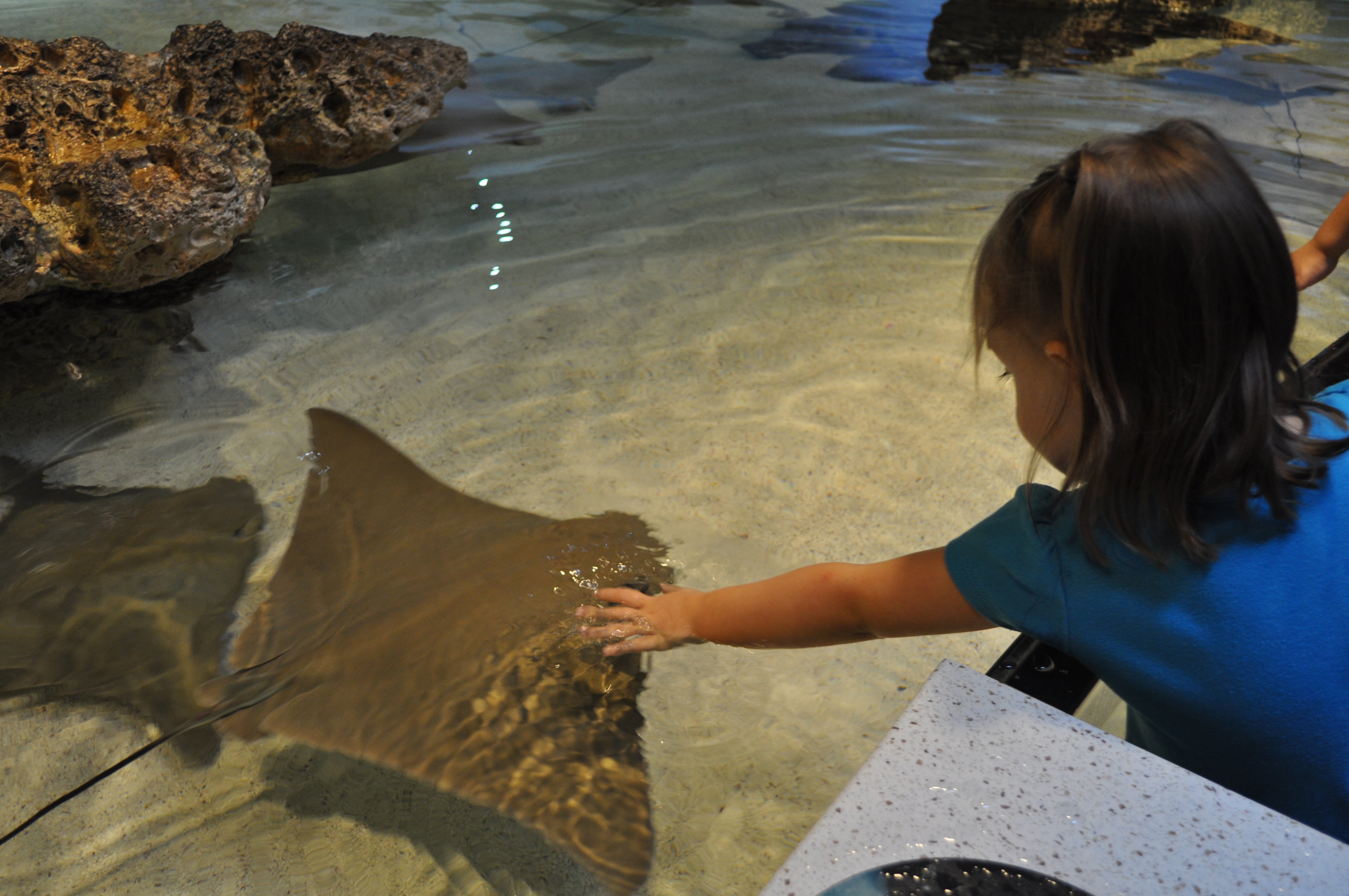 How My 3yo Fell In The Shark Tank