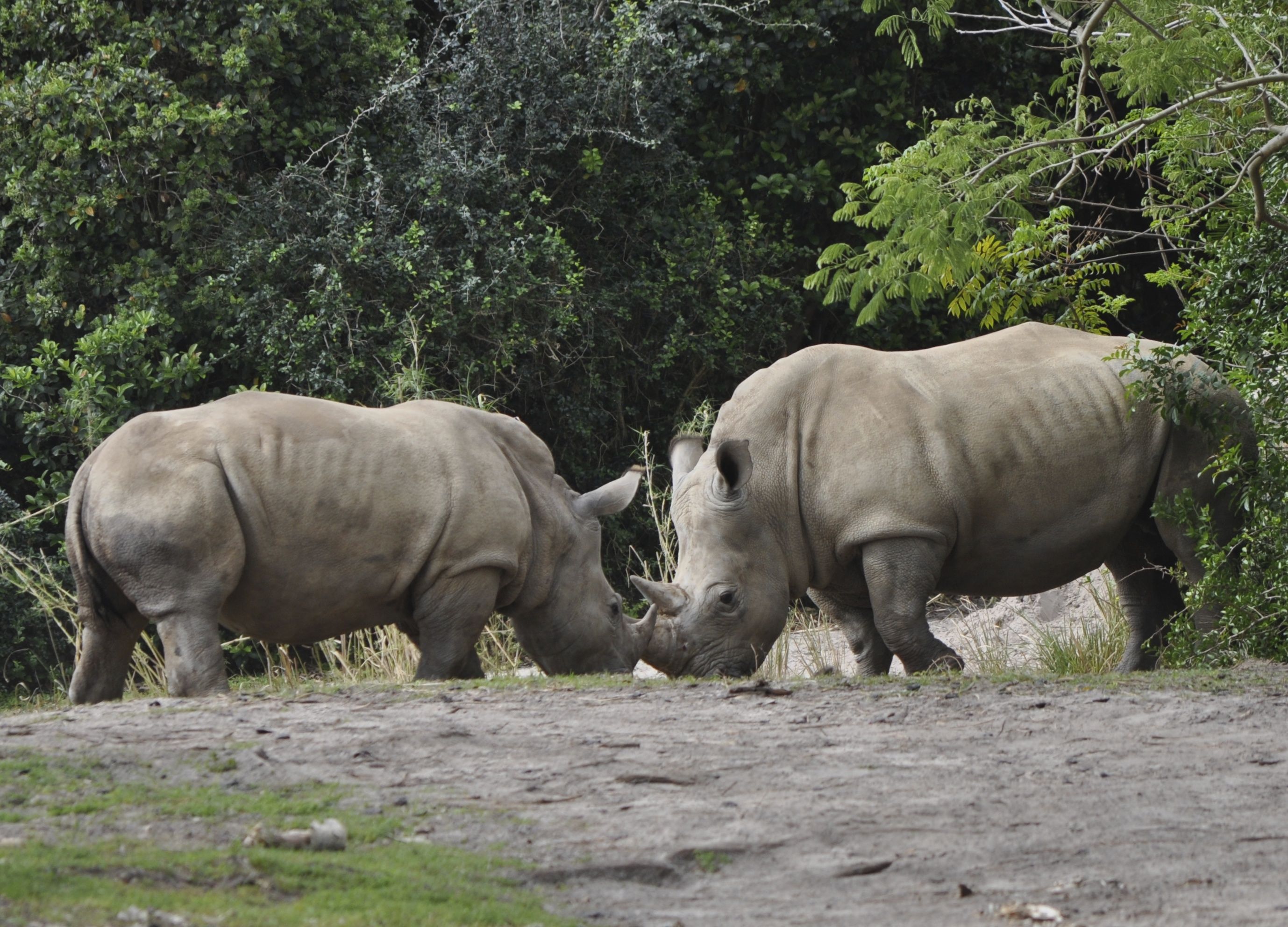 Rhino quarrel