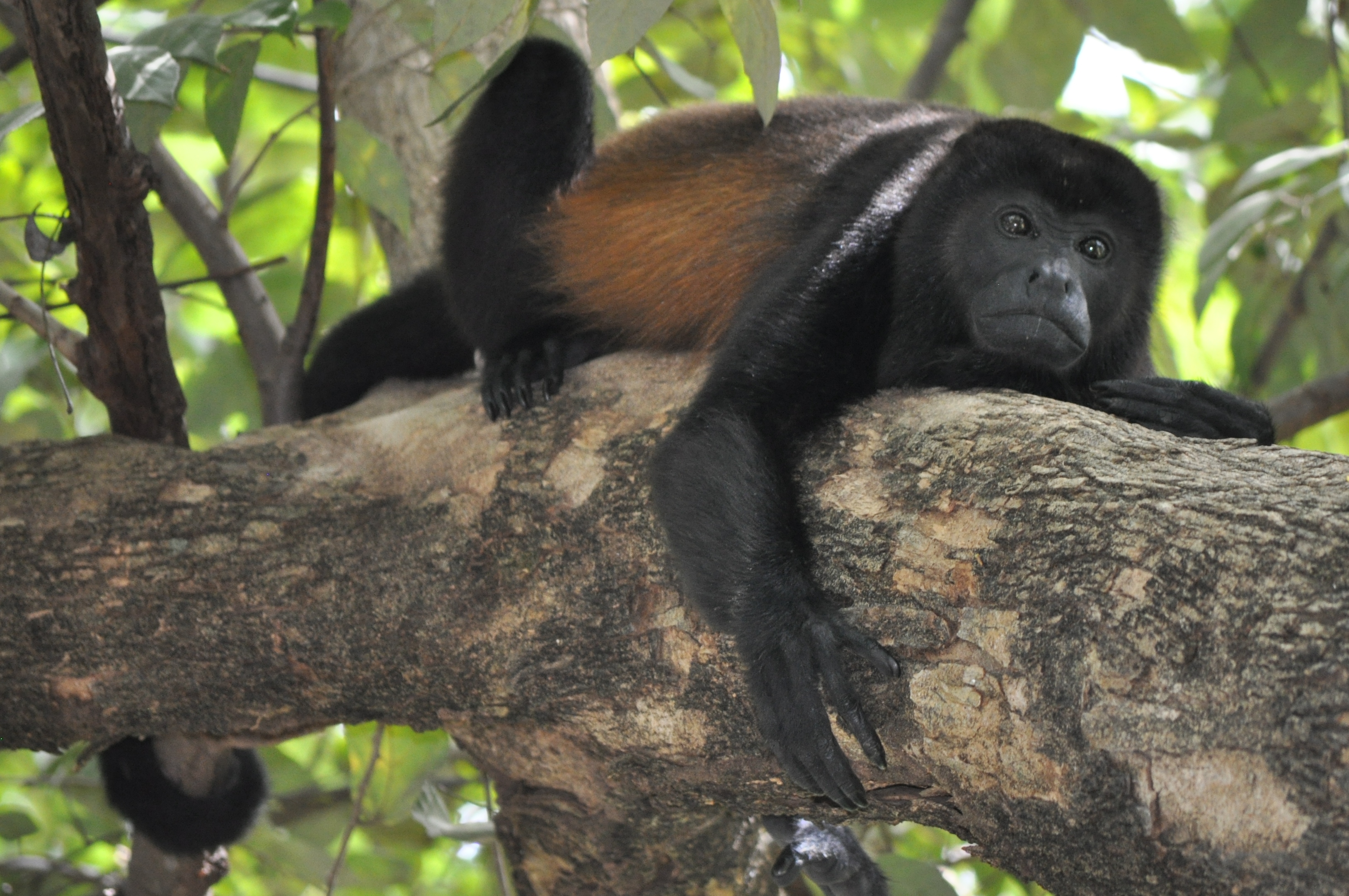 Guanacaste, Costa Rica