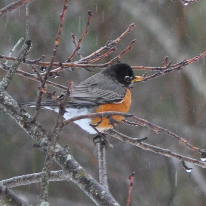 Robins & Rain