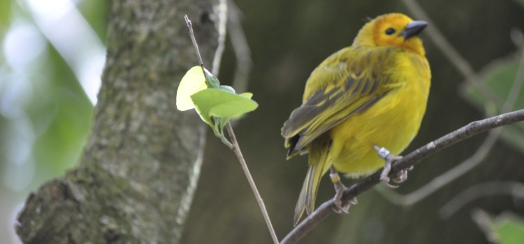 Audubon: Reporting Bird Band Sightings