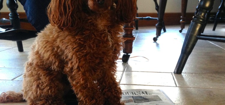 Dog Newspaper Problem