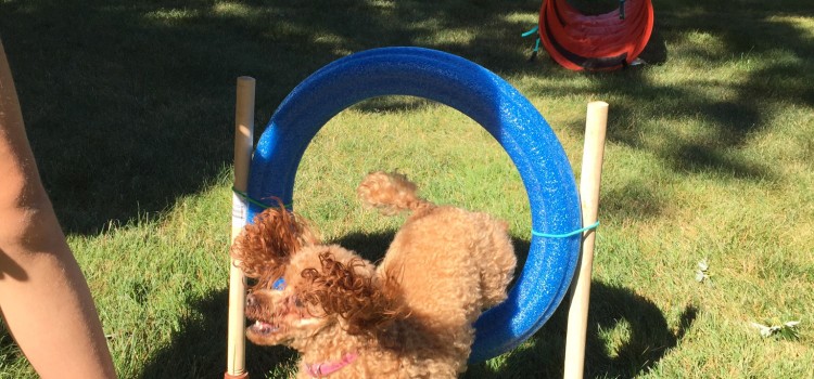 Dollar Store Agility Equipment